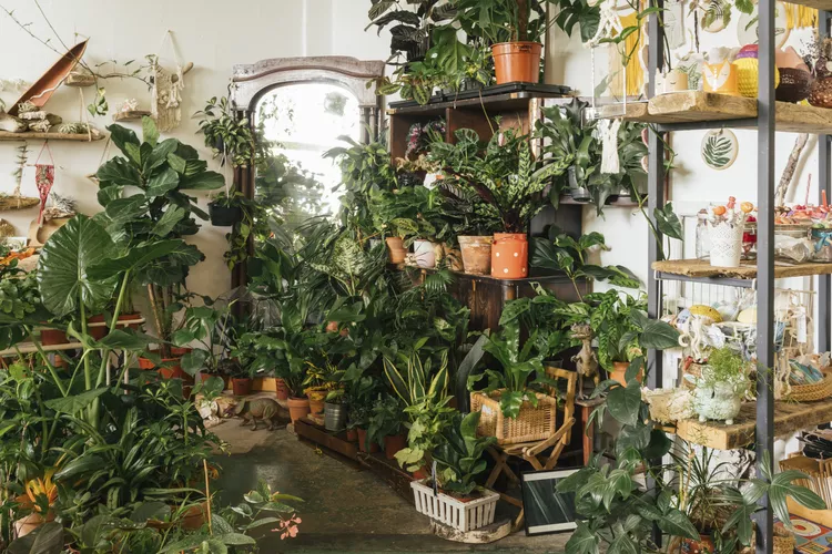 Title: 9 Things You Should Never Do in a Plant Store, According to Employees