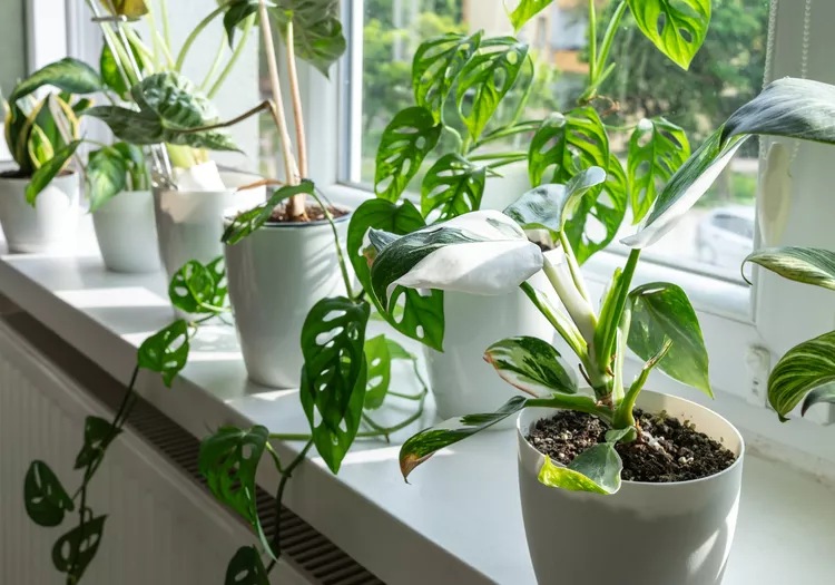 Which Houseplants Should You Keep Away From Each Other? Gardening Pros Weigh In