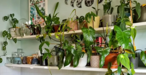 15 Plant Shelf Ideas We Love to Show Off Your Greenery