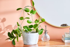 The Rare Hoya Australis: Why It’s the Perfect Addition to Your Houseplant Collection