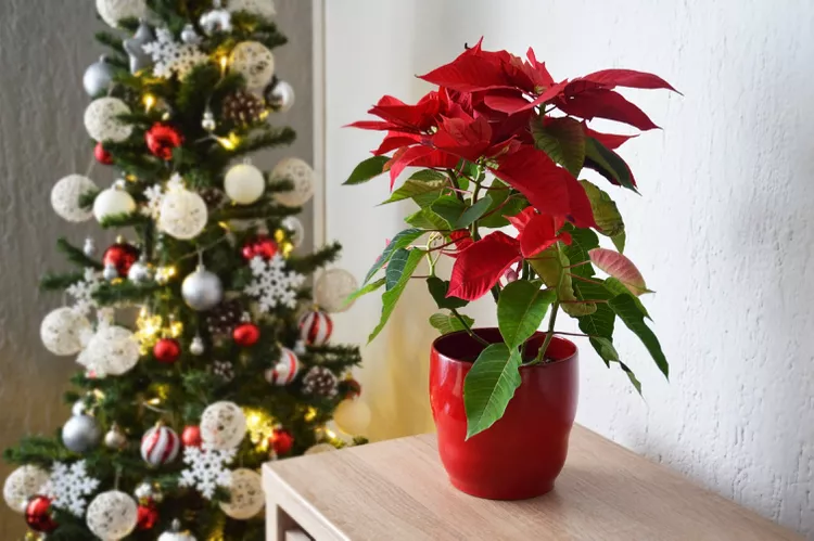 Poinsettias Aren’t Throw-Away Plants: How to Keep Them Alive, According to a Gardener