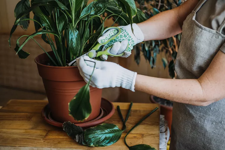 7 Reasons Your Plant Is Always Droopy (and How to Fix It Fast)